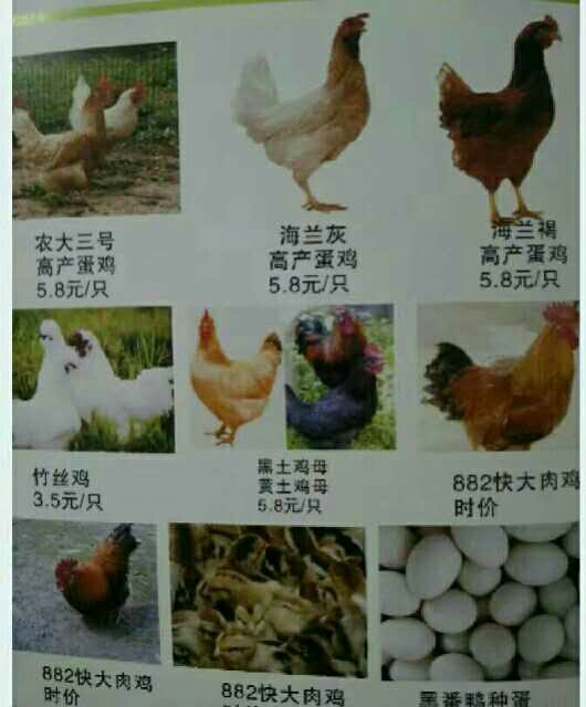 蛋鸡 2斤以下 母