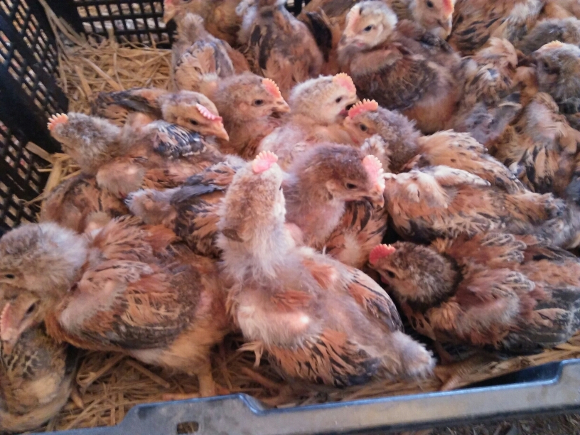 蛋鸡 2斤以下 母