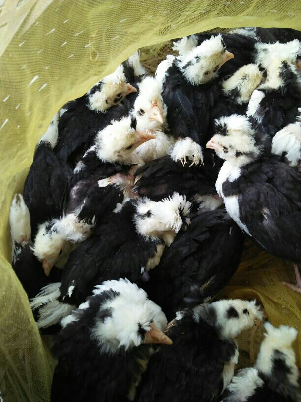 蛋鸡 2斤以下 母