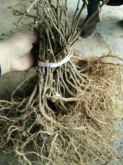 淄博博山碧玉猕猴桃苗 嫁接苗