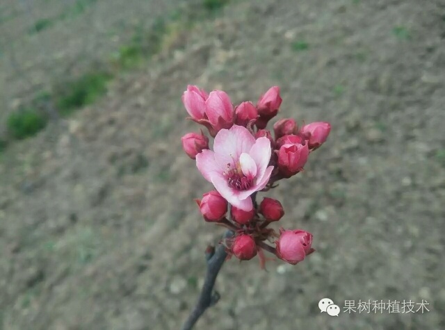 阳信县红梨 300-350g 75mm以上