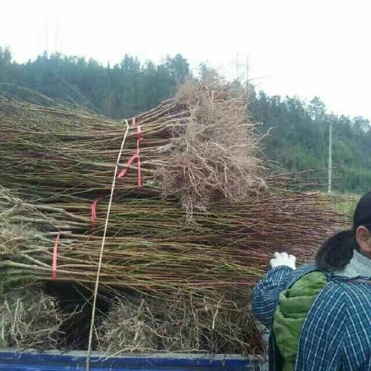 锦绣黄桃苗  桃树苗嫁接桃树苗