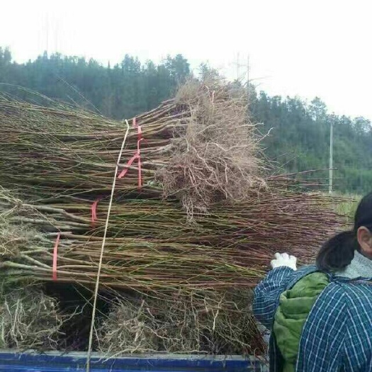 泰安锦绣黄桃苗  桃树苗嫁接桃树苗