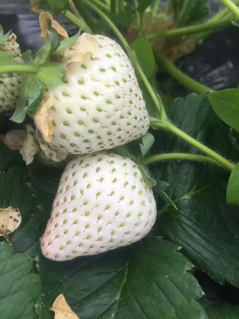 泰安小白草莓苗 白雪公主，桃熏，红颜，章姬，雪里香，甜查理，全明