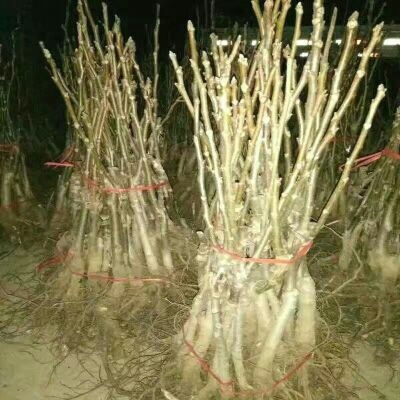 泰安香玲核桃苗