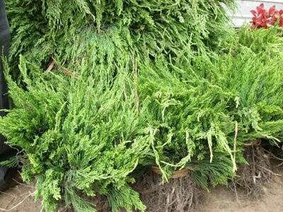泰安小龙柏树苗绿化工程苗