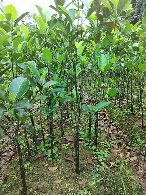 灵山县马来西亚一号菠萝蜜苗
