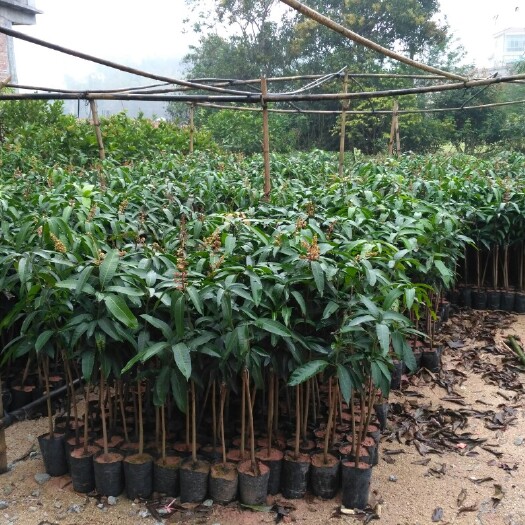 灵山县金煌芒果苗