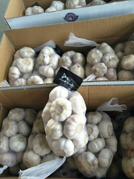 单县金乡大蒜 混级统货 多瓣蒜
