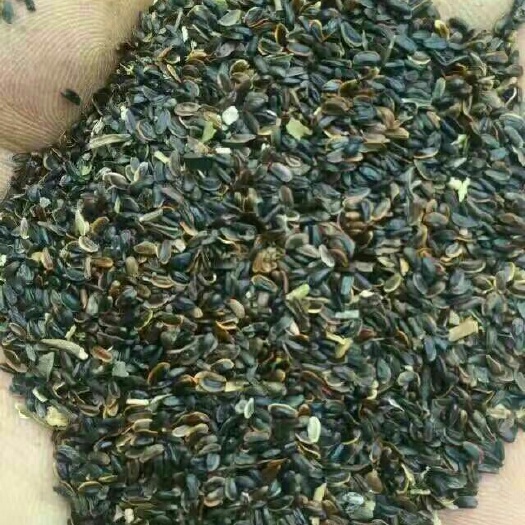 亳州桔梗~兰花一号种子