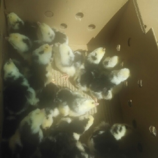 广州贵妃鸡苗  ，珍禽