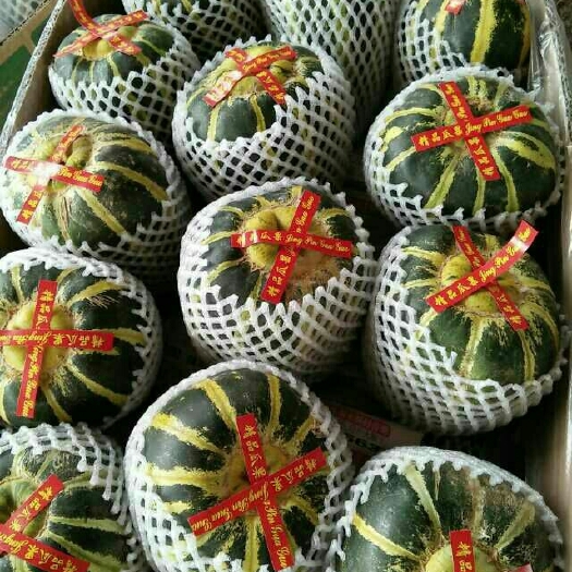 潍坊冰糖子甜瓜 0.5斤以上