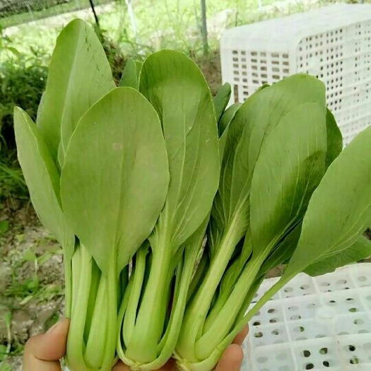 小油菜，上海青，，青菜