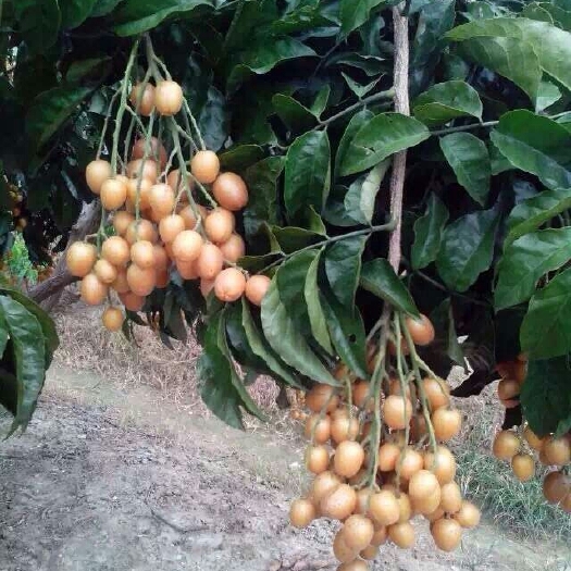 灵山县甜黄皮