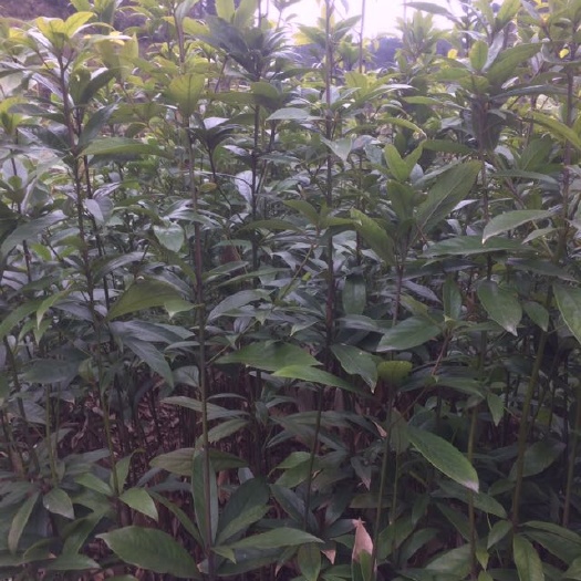绥宁县小叶桢楠 