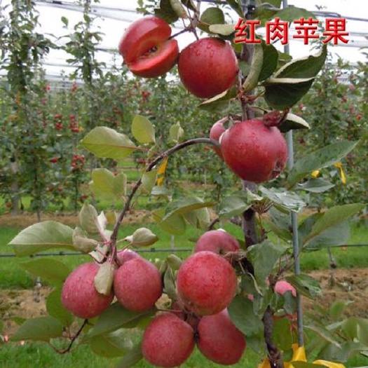 平邑县红星苹果树苗  基地大量出售红肉苹果苗，欢迎前来考察合作购买