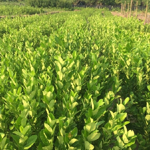 灵山县香水柠檬苗