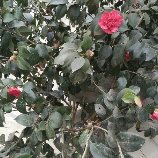 蒲江县七芯茶花 100~140cm