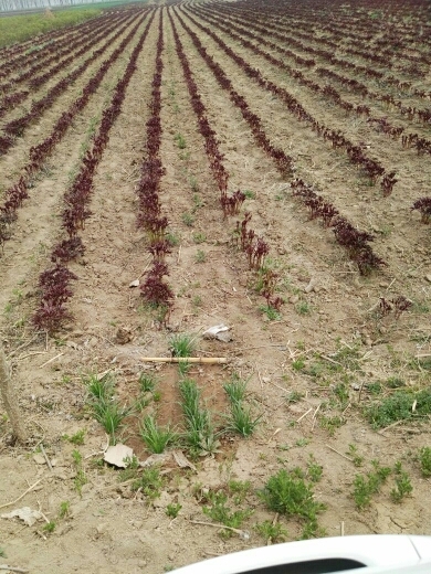 亳州 改良白芍芽