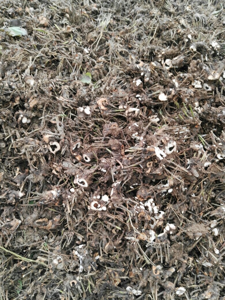  改良白芍芽