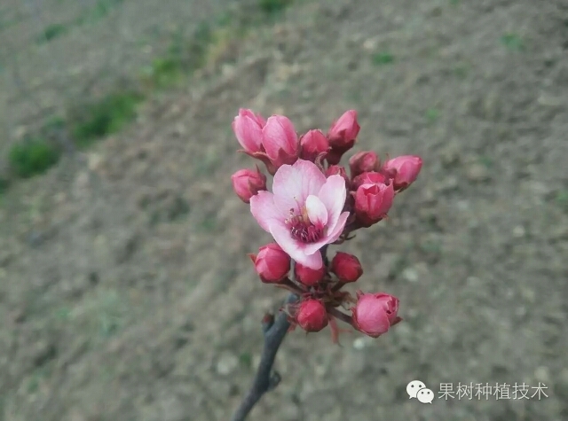 阳信县红梨 600g以上 80mm以上 