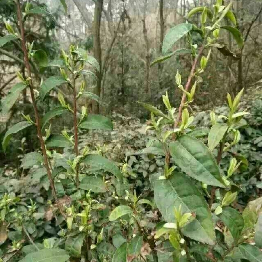 大悟县 大悟绿茶原产地茶农直销，明前毛尖，口感甘甜清香