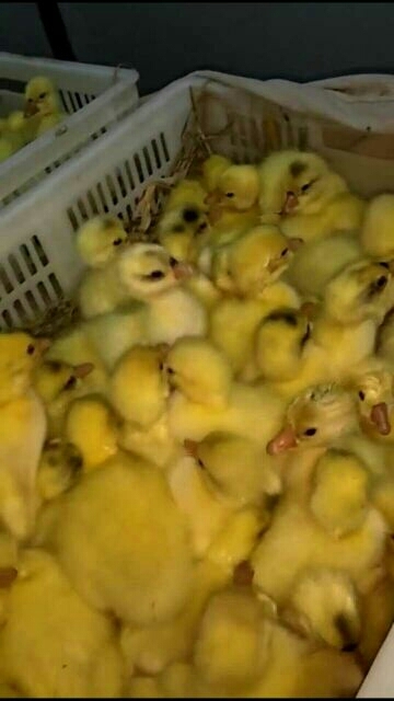 新乡县三花鹅苗