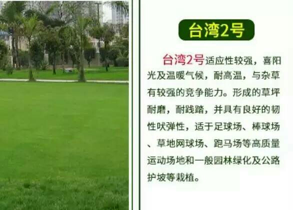 马尼拉草皮