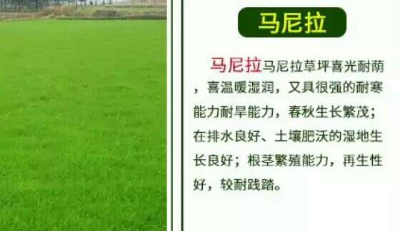 马尼拉草皮
