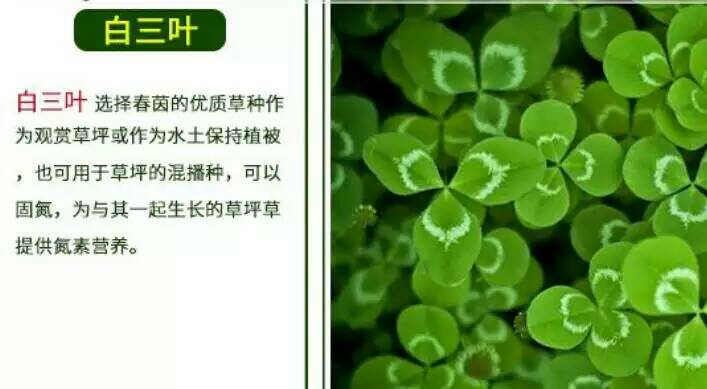 马尼拉草皮