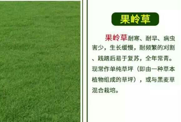 马尼拉草皮
