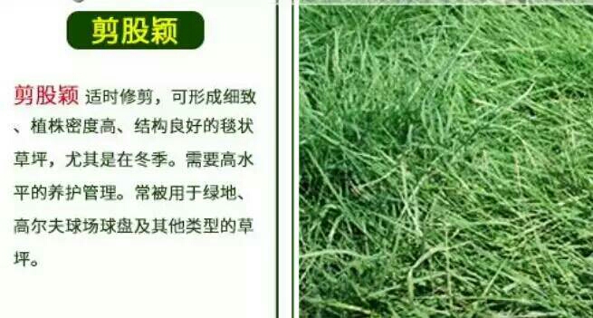 马尼拉草皮