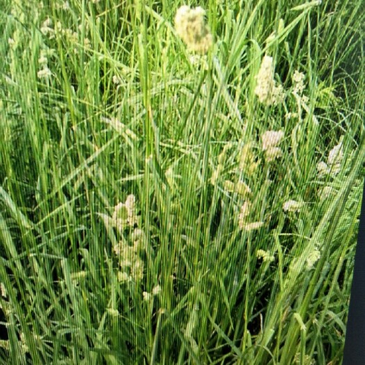 沭阳县鸭茅种子