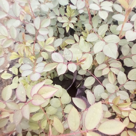 沭阳县红花蔷薇