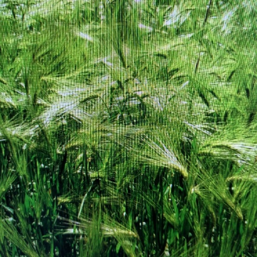 青稞种子