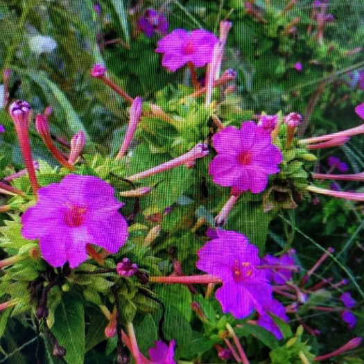 茉莉花种子