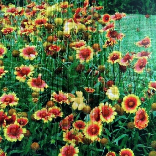 沭阳县天人菊种子