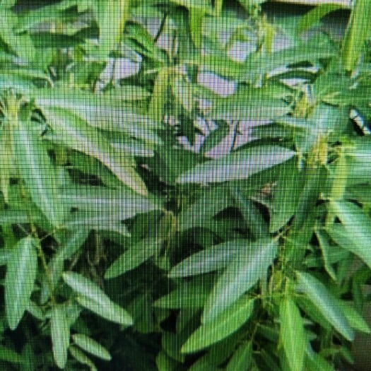 沭阳县舞草种子