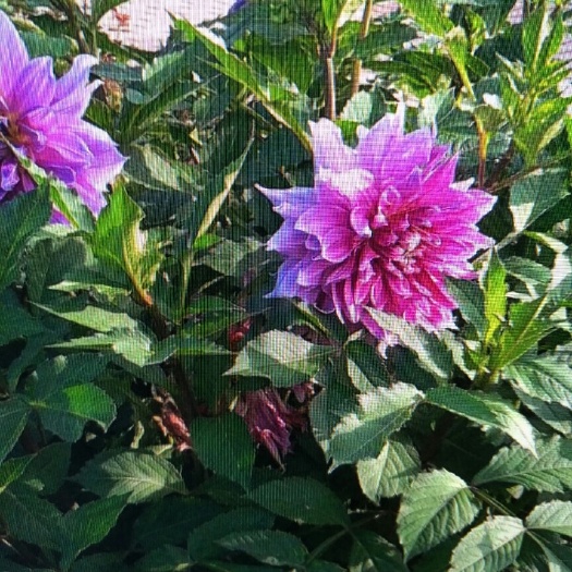 沭阳县大丽花种子