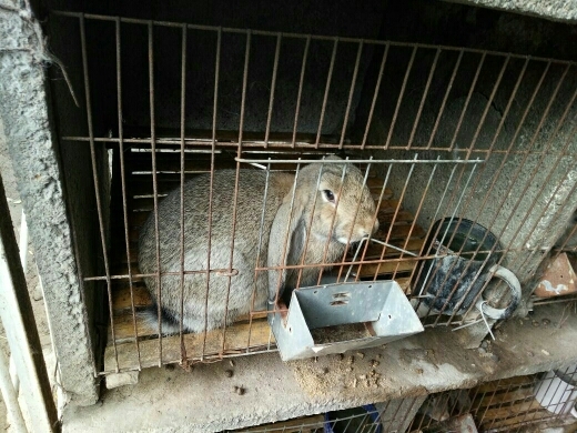 嘉祥县肉兔 5斤以上
