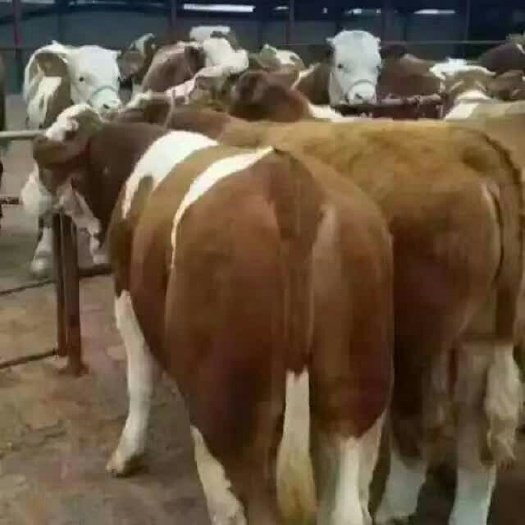 克什克腾黄牛   现售西门塔尔利木赞牛