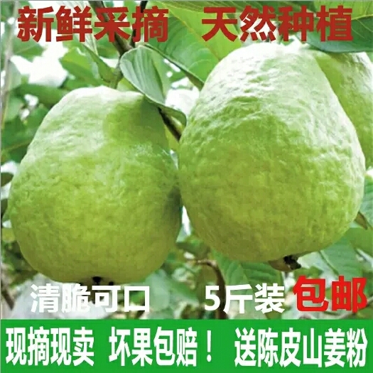 高州市番石榴 250-300克 