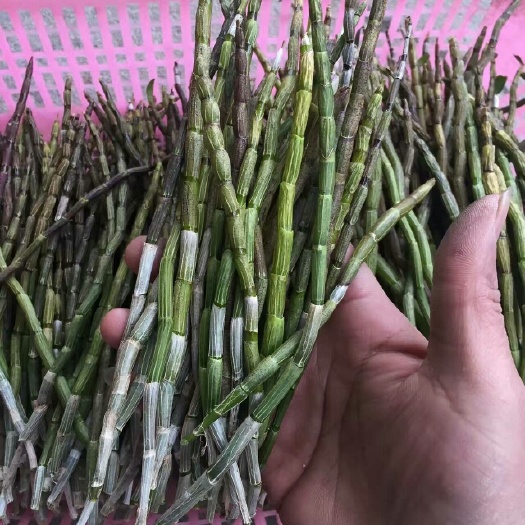 乐清市铁皮石斛 
