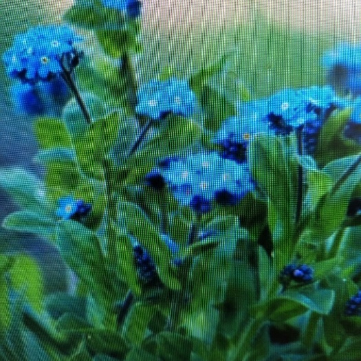 沭阳县勿忘我种子