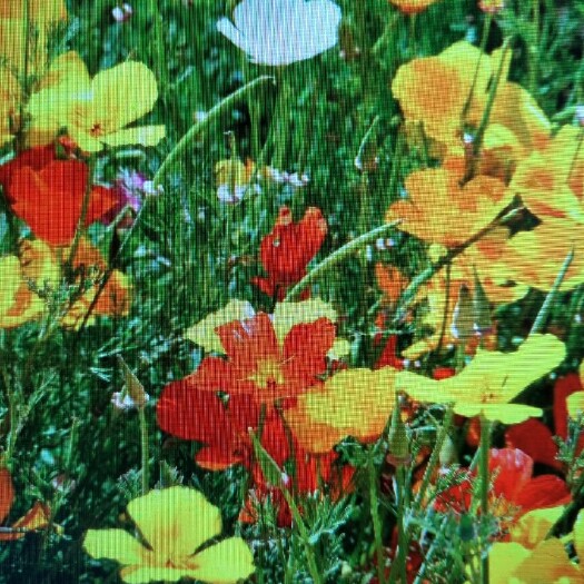 沭阳县花菱草种子