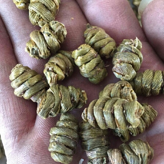 乐清市铁皮石斛