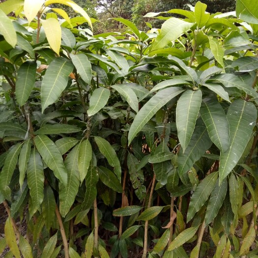 普宁市金煌芒果苗 