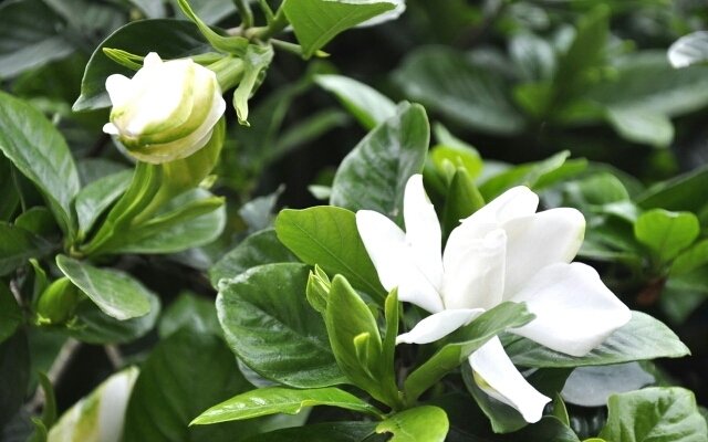沭阳县栀子花种子