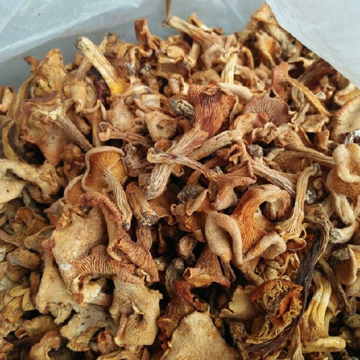 万源市鸡油菌