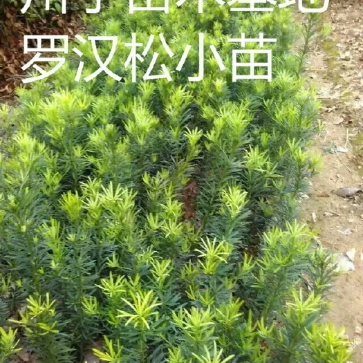 长沙大叶罗汉松